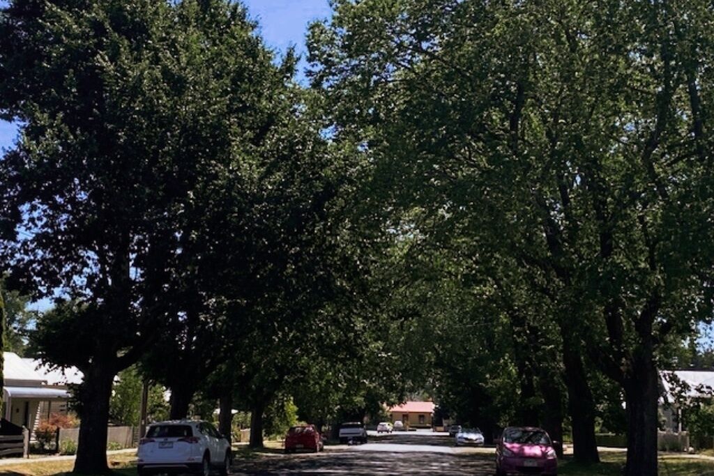Een straat met bomen, geparkeerde auto's en huizen aan weerszijden.