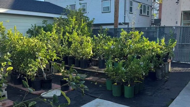 A garden with potted plants and a concrete pathway. - Cozy 1-bedroom house in cool Long Beach with AC (Long Beach)