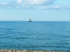 A calm sea with a sailboat in the distance and a seagull flying near the shore. - La Coquina Gulf-Front – Beach, Pool & Sunset Views (Englewood)