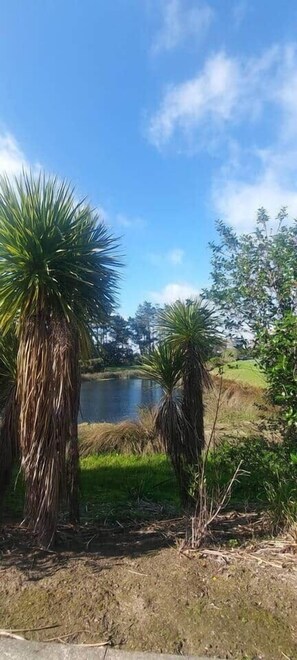 Un paisaje natural con una masa de agua, palmeras y una zona cubierta de pasto.