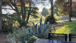 Un'area pranzo all'aperto con tavolo e sedie, circondata da diverse piante e alberi.