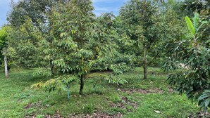 A lush garden with various trees and a grassy area. - Bansuan Banjong Akkson (Klaeng)