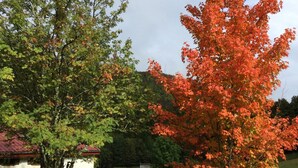 Un árbol con hojas rojas en una zona cubierta de hierba, con un edificio al fondo.