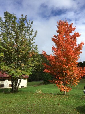A tree with red leaves in a grassy area with a building in the background.