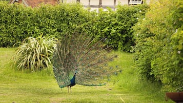 Cabin, 1 Bedroom | Property grounds