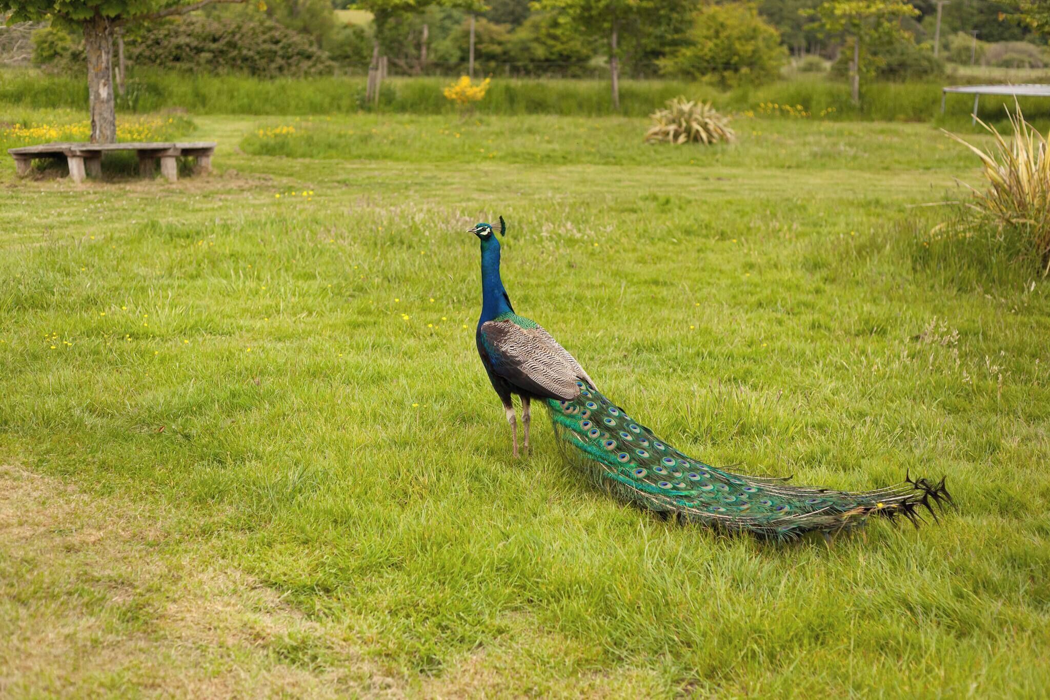 Ein Pfau in einem grasbewachsen Feld, im Hintergrund eine Bank und Bäume.
