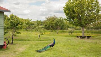 Cabin, 1 Bedroom | Property grounds