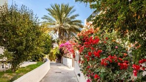 A narrow, paved pathway flanked by lush greenery and flowering plants. - Gorgeous Apartment in Paradise Complex (Paphos)