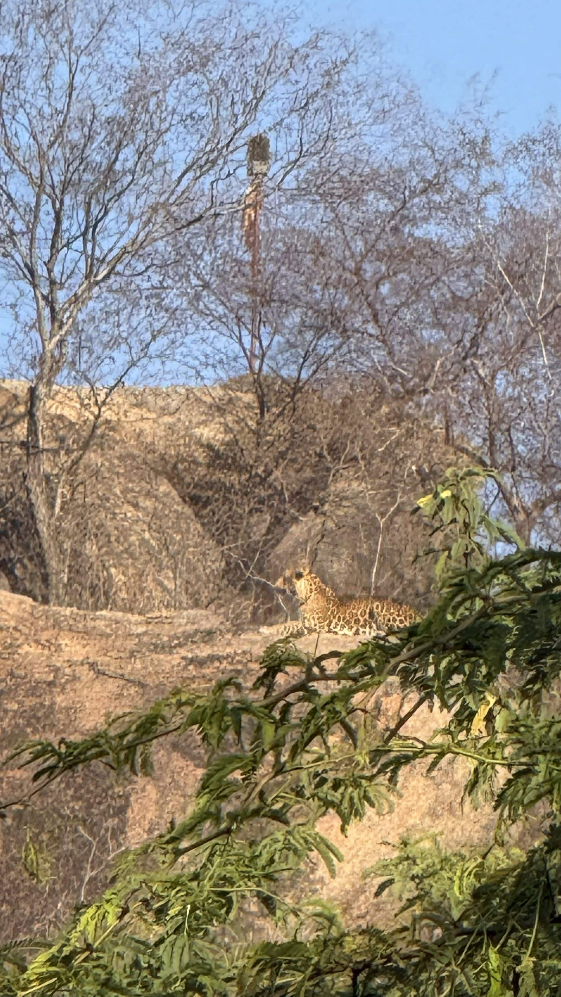 A giraffe in a natural habitat with trees and rocky terrain.