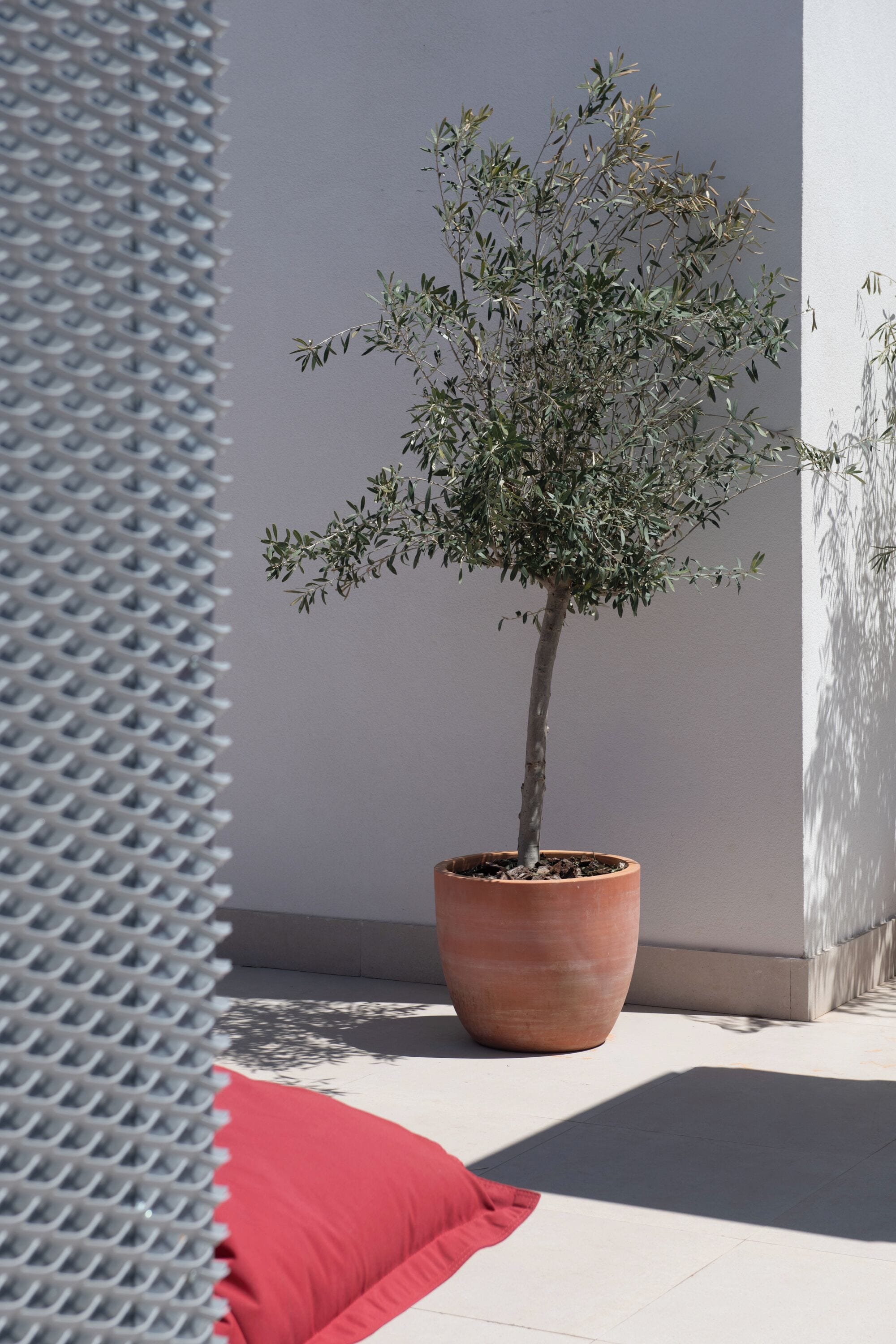A potted tree in a terracotta pot, a red cushion, and a textured white wall.