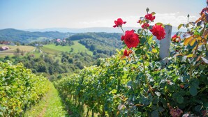 A vineyard with rows of grapevines and red roses in full bloom. - Vineyard cottage Mehak (Sevnica)