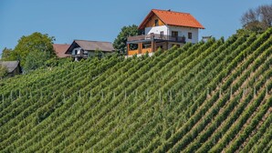 A hillside vineyard with rows of grapevines. - Vineyard cottage Mehak (Sevnica)