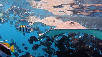 Skrivebord, arbejdsområde til bærbare computere, strygejern/strygebræt