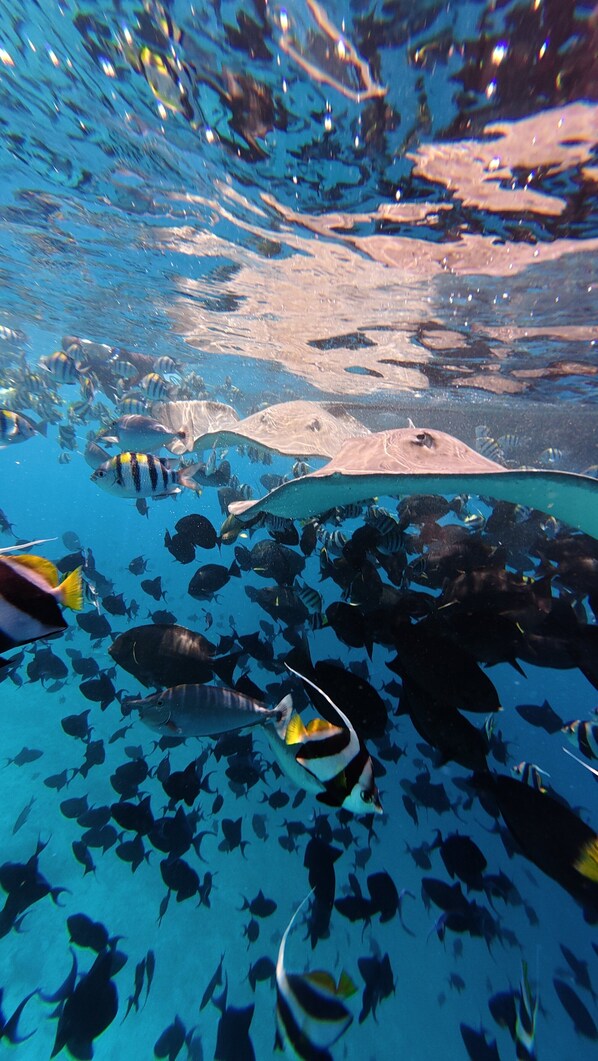 An underwater view of a coral reef with various fish species, including a prominent stingray and several smaller fish. - YUVi blue maldives (Himmafushi)