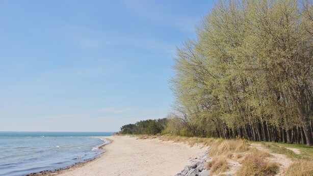 Uma praia arenosa com céu claro e uma linha de árvores ao fundo.