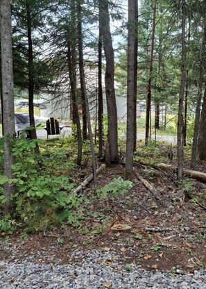 A forested area with trees, a bench, and a gravel path.