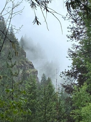 A forested area with a prominent rocky cliff and dense foliage.
