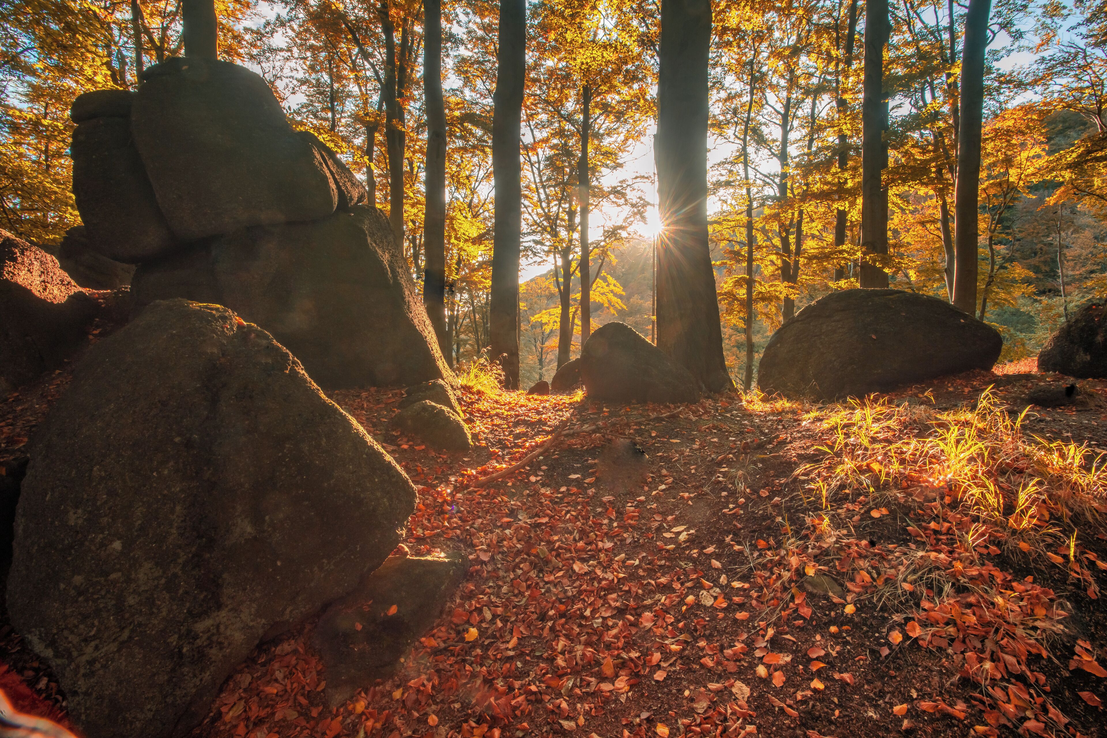 Un sendero en el bosque con rocas grandes y luz del sol filtrándose entre los árboles.