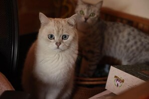 Thân thiện với vật nuôi