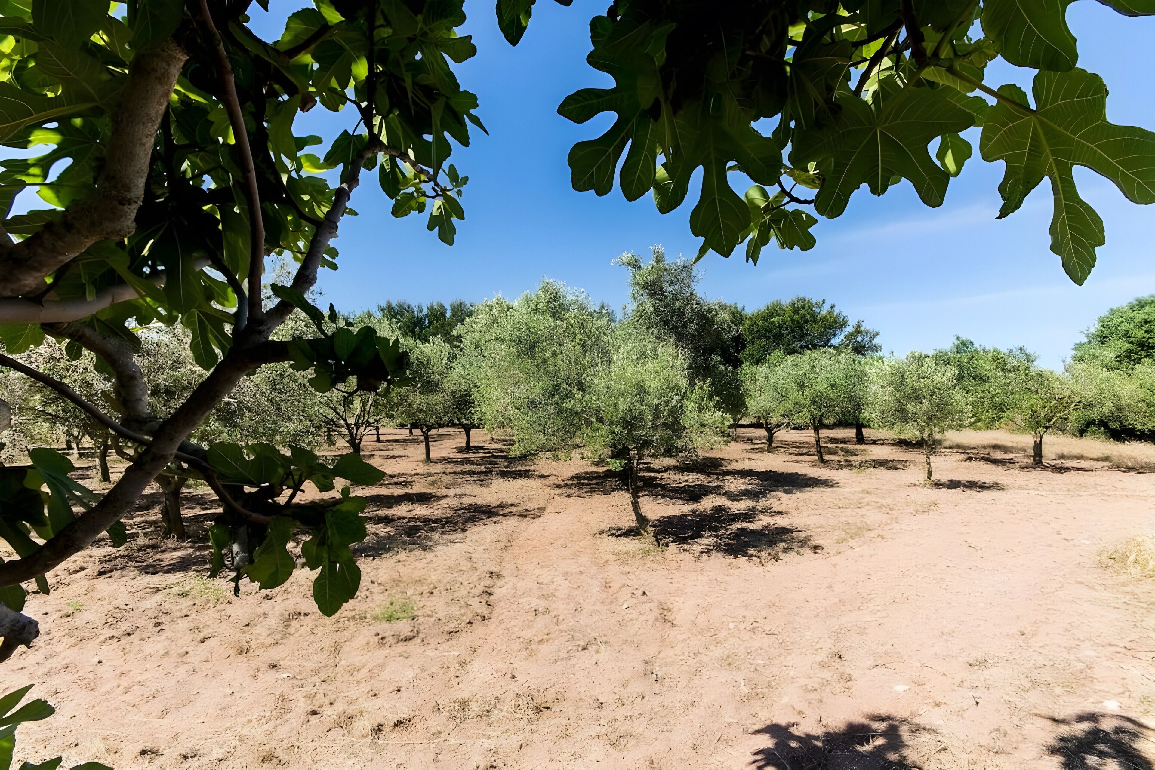 An orchard with trees and a clear sky.