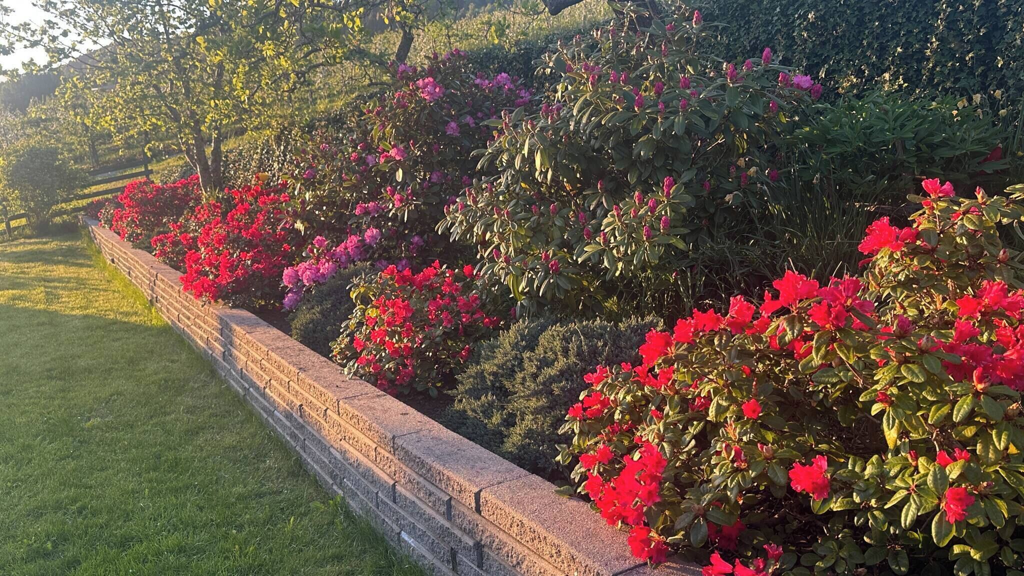 Shared Dormitory, 3 Bedrooms, Terrace, Garden View | Garden