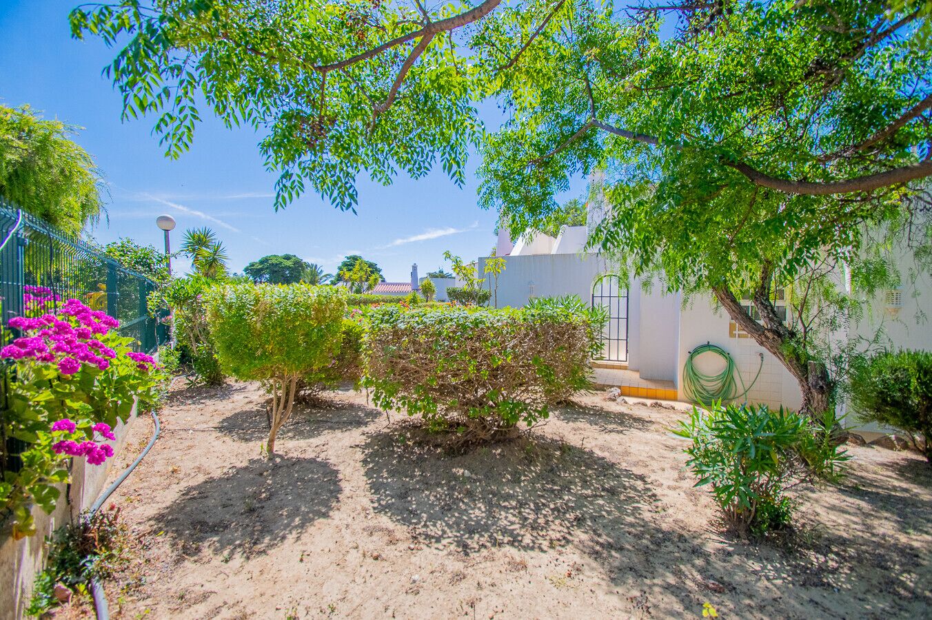A garden with a variety of plants and a clear blue sky.