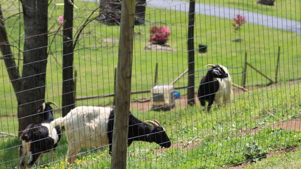 A fenced area with goats grazing. - Rural Cabin along Swift Run River, ten minutes from Shenandoah National Park. (Stanardsville)