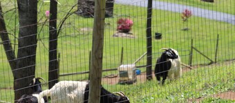 Rural Cabin along Swift Run River, ten minutes from Shenandoah National Park.