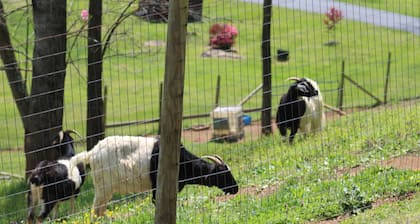 Rural Cabin along Swift Run River, ten minutes from Shenandoah National Park.
