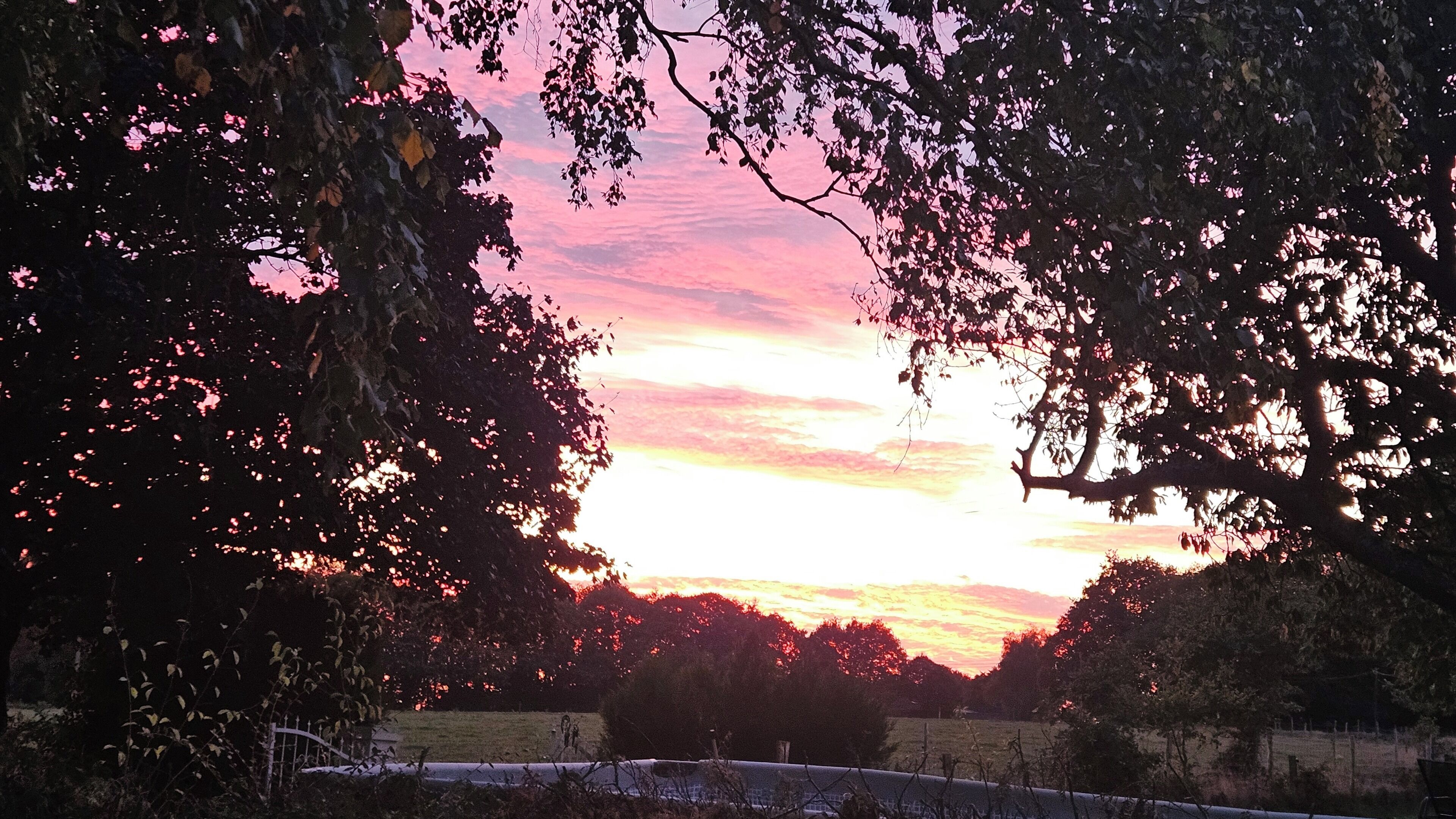 A sunset view through tree branches with a field in the foreground.