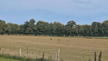 Un campo con una recinzione in primo piano e una fila di alberi sullo sfondo.