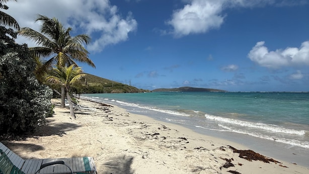 A beach with a clear sky, palm trees, and a sandy shore. - Generator plus Beach, Pool, Golf, Tennis, Pickleball @ The Reef East End STX (Christiansted)