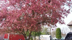 A residential area with a pink flowering tree, a red trailer, and a gray SUV parked on a driveway. - Beautifully renovated spacious home in Mishawaka (Mishawaka)