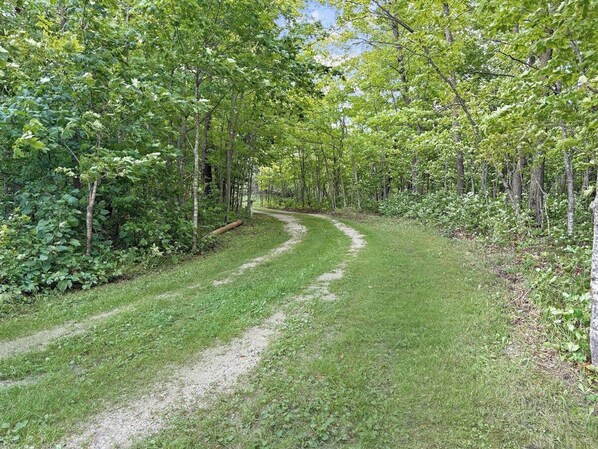 A dirt path winding through a wooded area with dense foliage on both sides.