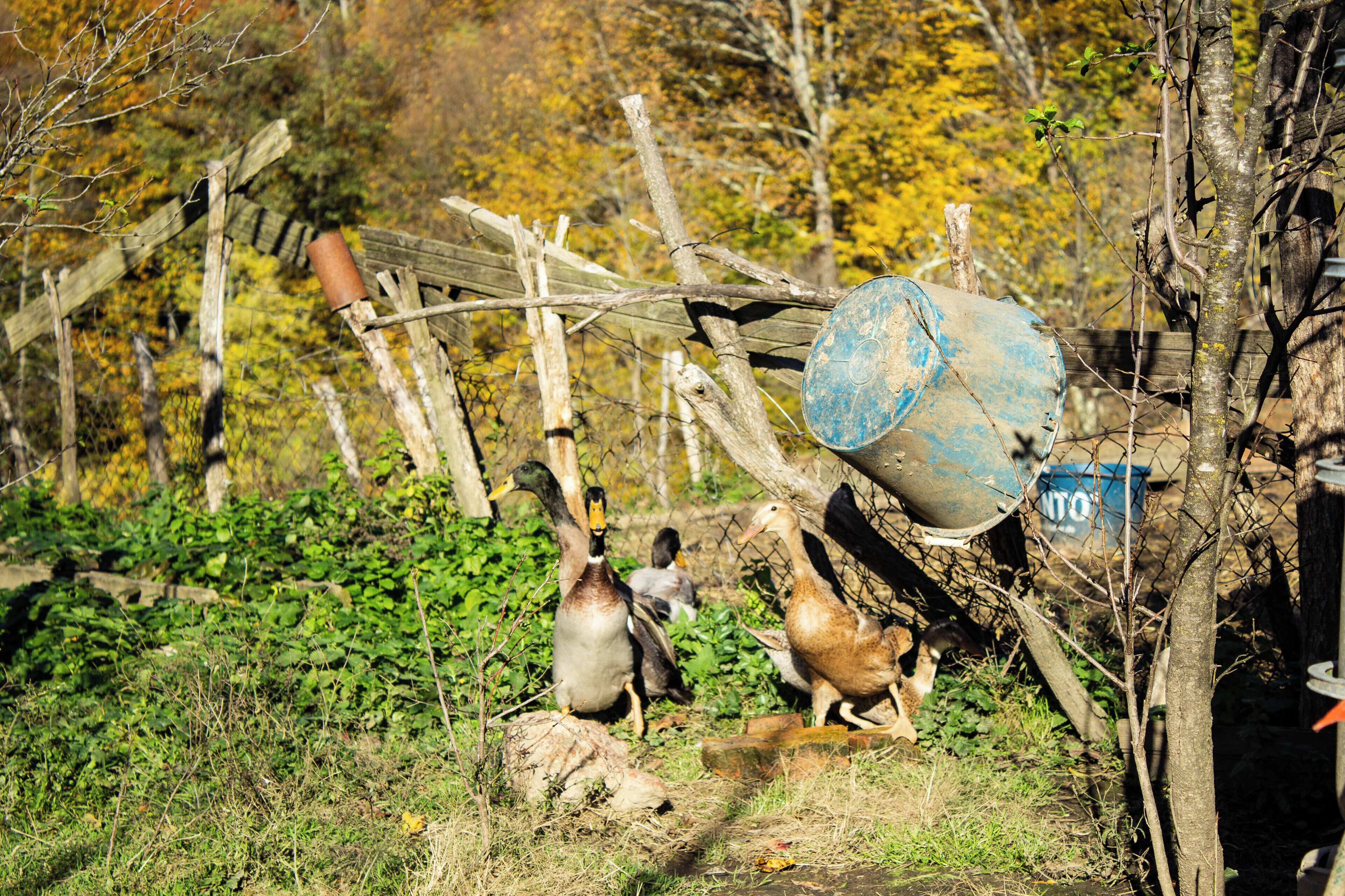 A rustic outdoor setting with a wooden fence, a blue barrel, and a group of ducks and chickens.