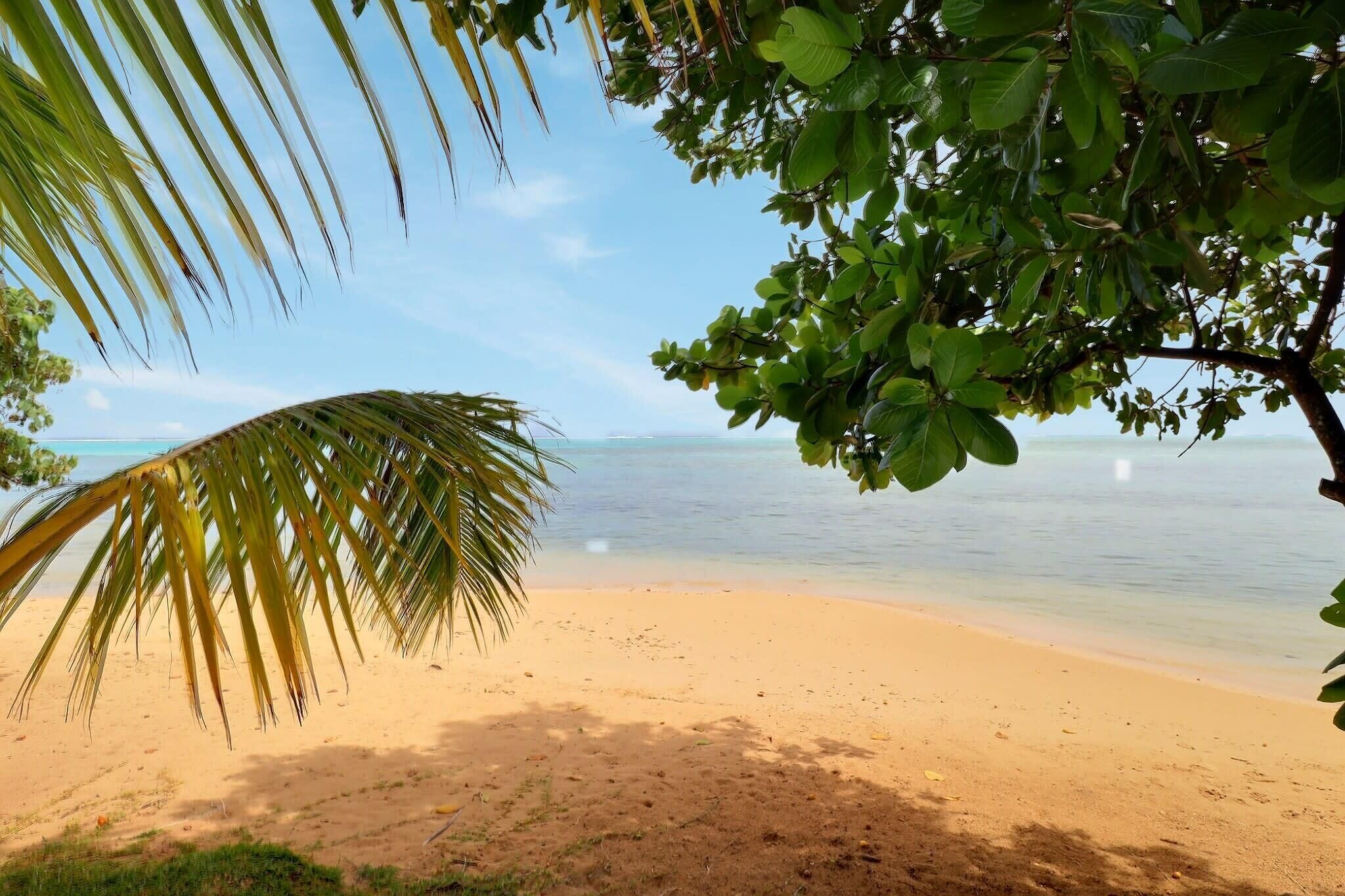 A beach with clear water, a sandy shore, and palm trees.