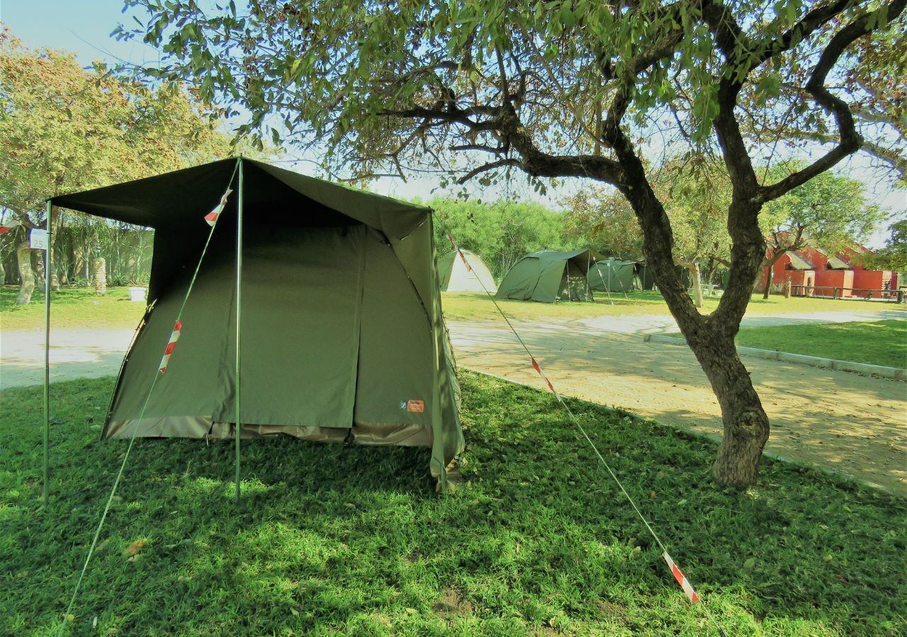 A camping area with tents set up under trees.