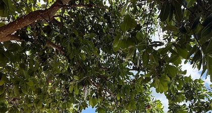 WHITE SANDY BEACH DIVE RESORT - NAVITI ISLAND, YASAWA