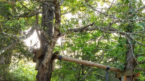 Uma van para acampamento com uma faixa verde, um balanço pendurado em uma árvore e um banco embaixo do balanço.