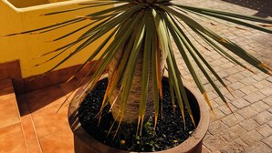 Un agave en pot, avec de longues feuilles pointues, est placé dans un pot marron sur une terrasse carrelée. En arrière-plan, on aperçoit un mur jaune et une structure rouge.
