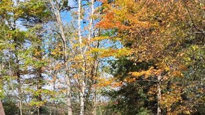 A forested area with a body of water in the background. - Delightful 4-bedroom house in Gaylord Michigan perfect for large families (Gaylord)