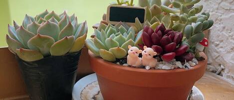 Two potted succulents on a balcony with a green wall in the background.