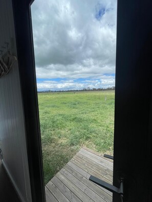 Interior - Billy Button 1 by Tiny Away (Maindample)