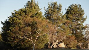 A natural landscape with a variety of trees, including a prominent pine tree with a visible trunk and branches, and a large rock formation in the foreground.