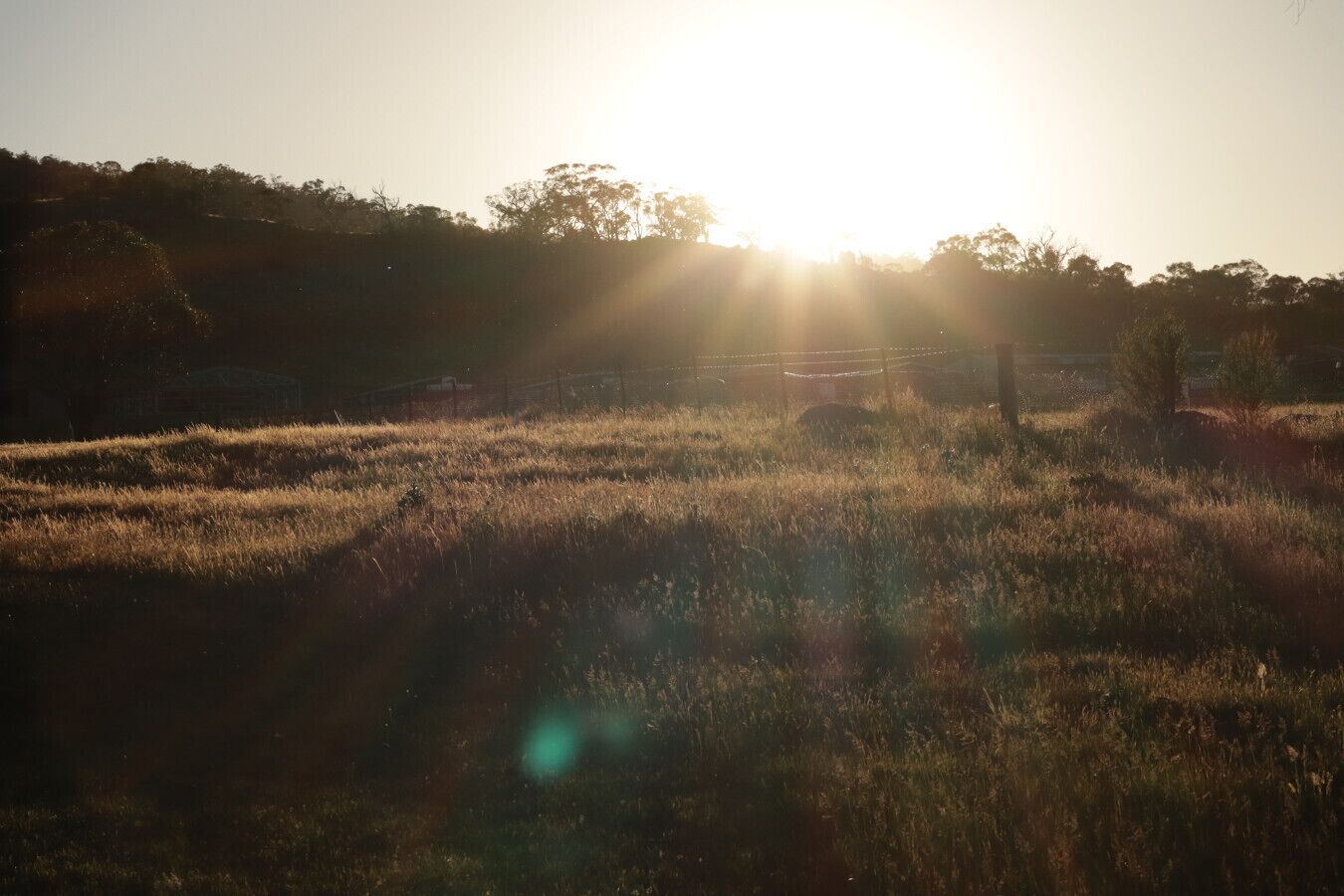A field with sunlight filtering through trees.