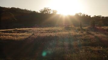 A field with sunlight filtering through trees.