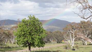 A tree-lined path with a rainbow in the background.