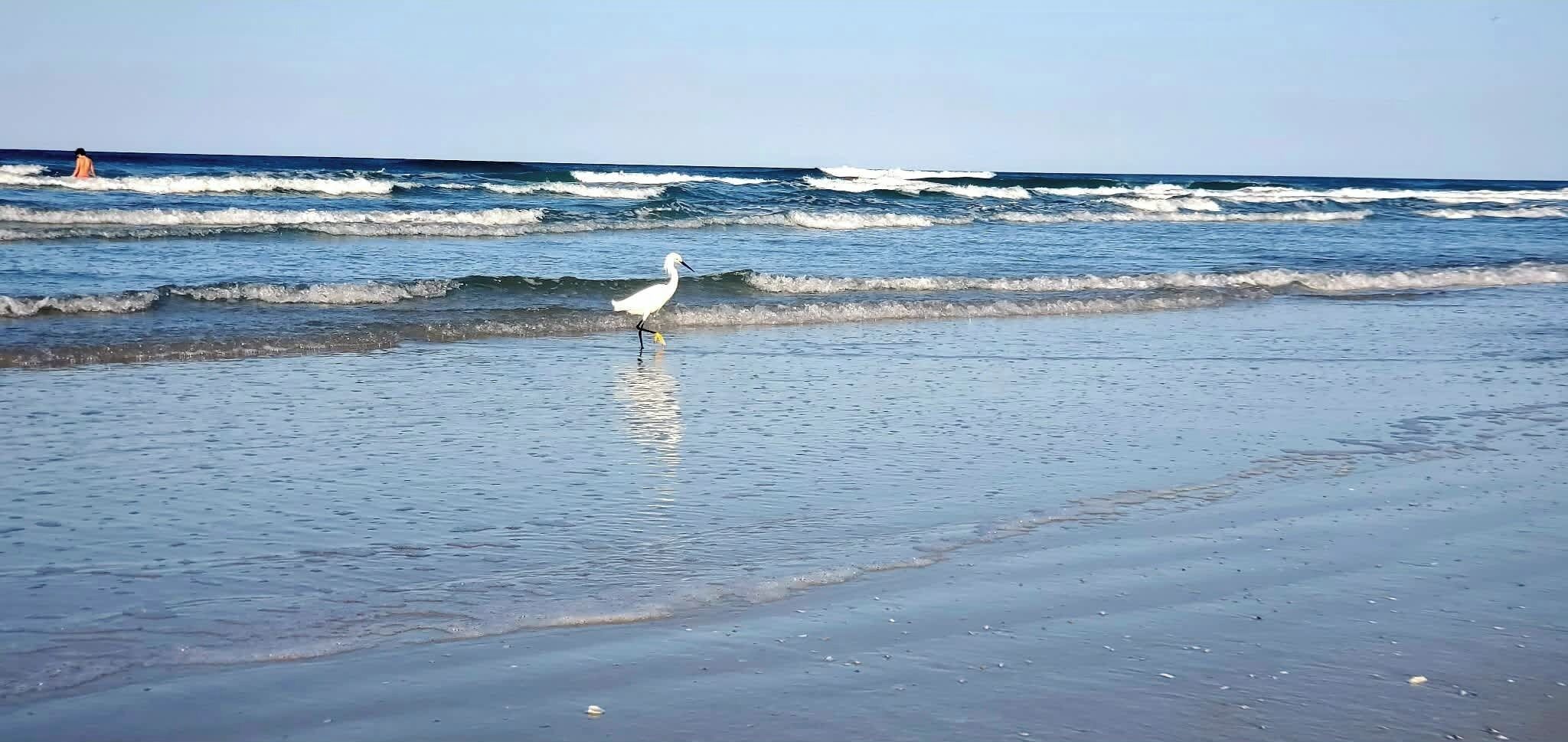 A beach scene with waves and a bird.