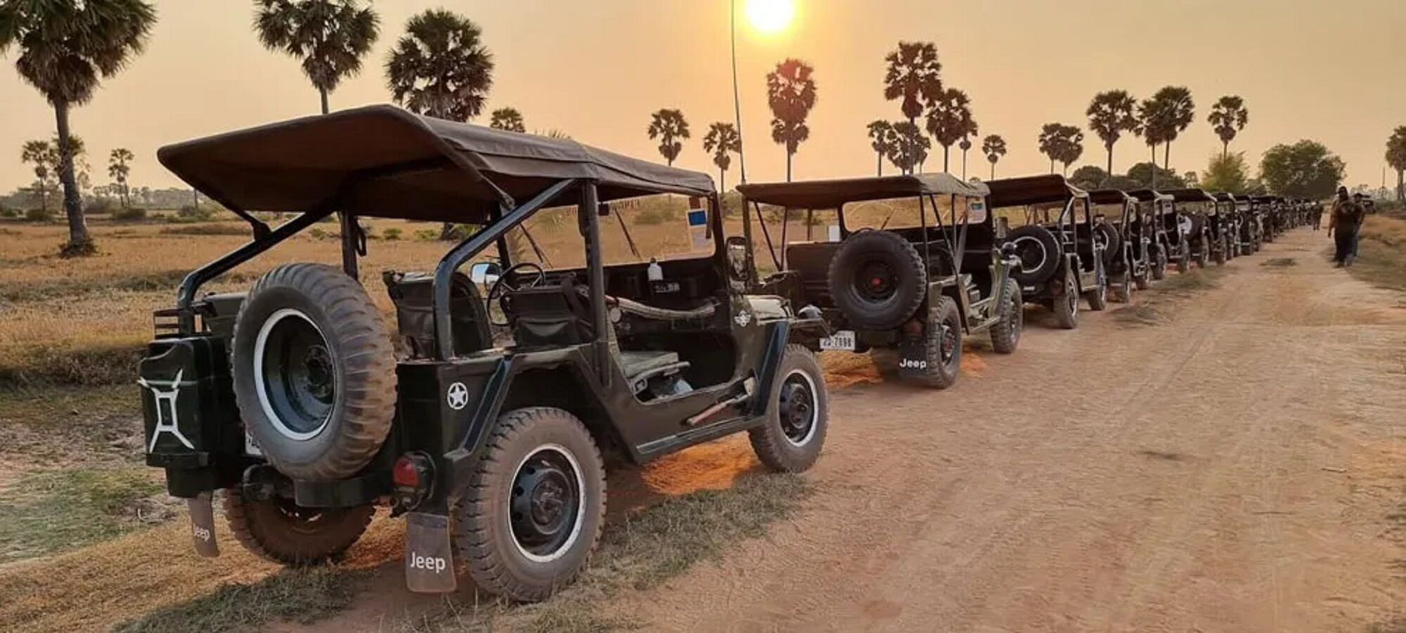 Une rangée de jeeps est garée sur un chemin de terre, avec des palmiers en arrière-plan.