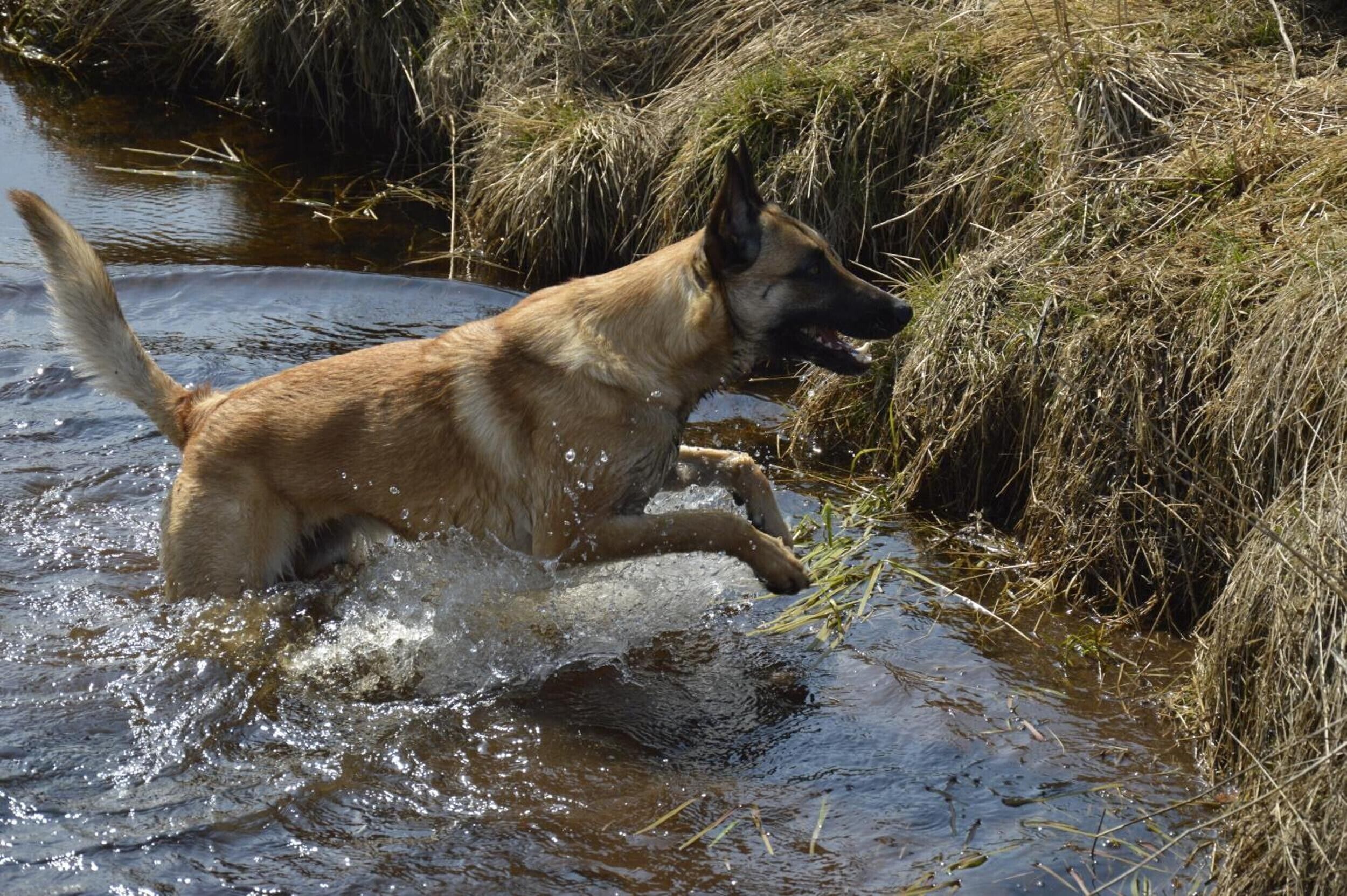 Un perro corriendo por un arroyo poco profundo con hierba en las orillas.